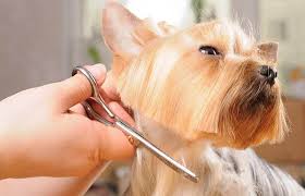 Although a yorkie's hair is smooth, you can use a comb to smooth it out further as your cut. Dog Grooming Tips The Ultimate Guide To Grooming Your Pet At Home