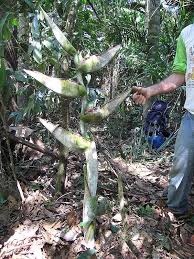 Image result for Strelitziaceae