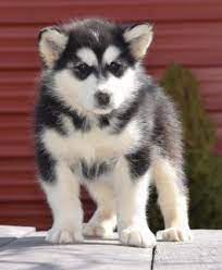 We did not find results for: Alaskan Malamute Puppies For Sale Happy Valentines Day Happyvalentinesday2016i