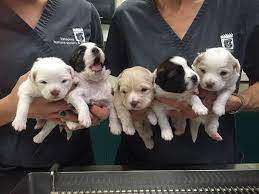 Pin On Dogs Pups