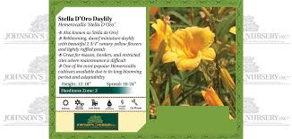 An excellent front border plant, petite but vibrant with 2 1/2 golden yellow flowers. Stella De Oro Daylily Knowledgebase Johnson S Nursery