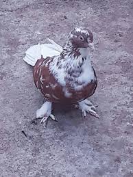 Pin By Dtcdtc On Doneks Pigeon Breeds Pigeon Bird Breeds