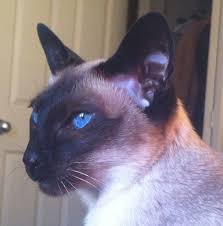 Cats and kittens balinese cat here kitty kitty. Molly Bc Spca