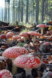 Mushrooms Along The Forest Floor Stuffed Mushrooms Magical Mushrooms Beautiful Nature