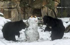 Die samtig glänzenden braunen arme sind ganz untypisch für einen schneemann, doch darin liegt gerade der besondere look olafs. 12 Schneemanner In Berlin Im Cafe Zoo Stadion Und Auf Der Buhne