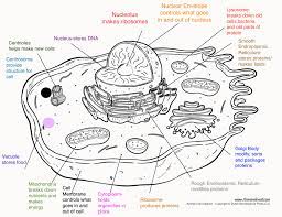 Jun 12, 2020 · in the animal cells. Parts Of The Cell And Their Functions Diagram Quizlet