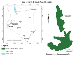 Image result for Monanthotaxis afra