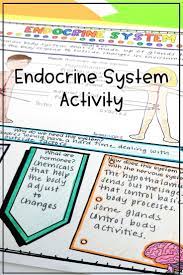 Endocrine System Activity In 2020 Endocrine System Activities Endocrine System Human Body Reading