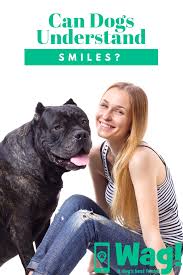 can dogs understand smiles wag wag dog walking smart dog dog walking