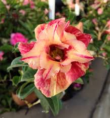 Image result for Adenium