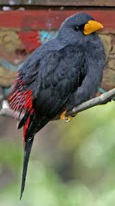 Birds Of Prey Wikipedia Indonesia File Finch Billed Myna Jpg Pet Birds Beautiful Birds Starling