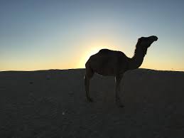 A collection of the top 46 desert camel wallpapers and backgrounds available for download for free. File Camel Shadow In Desert Jpg Wikimedia Commons