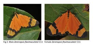 Image result for Acridocarpus chloropterus