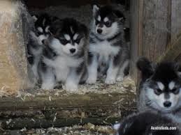 * up to date on all vaccinations. Homebred Alaskan Malamute Puppies Dogs Puppies For Sale In Brisbane Queensland Australiada Com Mobile 37105