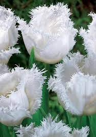 Honeymoon Fringed Tulip Buy Tulips Online Bulb Flowers Tulips Flowers Unusual Flowers