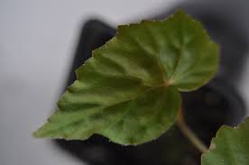 Image result for Begonia oxyloba