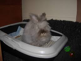 Que votre animal soit petit chien ou grand chien, les couchages sont disponibles dans toutes les tailles (xxl.) et sous toutes les formes : Education Du Lapin A La Proprete Comportement Du Lapin De Compagnie