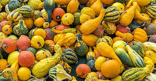 Is Squash A Fruit Or Vegetable