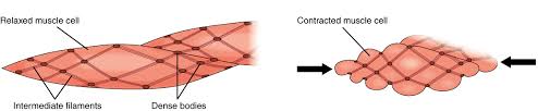 Smooth muscle fibers do not have their myofibrils arranged in strict patterns as in striated muscle, thus no distinct striations are observed in smooth muscle cells under the microscopical examination. Smooth Muscle Anatomy And Physiology