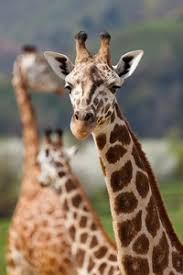 There is one cervical vertebra with a characteristic projection called the odontoid process and two large facets for articulation with the skull. Bones Reveal The Secret Of The Exceptional Long Neck In Giraffes Palaeontology Lmu Munich