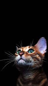 Amoled wallpapers 4k app provides you an amazing collection of hd, qhd and 4k wallpapers for your smartphones with advanced auto wallpaper changer. The Best Phone And Desktop Wallpapers Nerd News And Tips For Your Life Check It Out Cat Wallpaper Beautiful Cat Amoled 4k Wallpaper