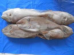 Frozen Leather Jacket Fish By Imfa Seafoods Frozen Leather Jacket Fish Id 2953035