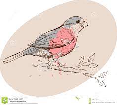 Oiseau De Bouvreuil Sur Une Branche Illustration de Vecteur - Illustration  du illustration, croquis: 43324377