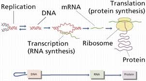 Protein Synthesis Flow Chart From Genetic Material Brainly In