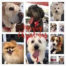 At posh pet dog grooming salon we are a small to medium dog specialist catering to dogs 40lbs and under. Posh Pets Grooming Salon Home Facebook