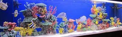 Maybe you would like to learn more about one of these? Amazon Com Instant Reef Dm055 Artificial Coral Inserts Decor Fake Coral Reef Decorations For Colorful Freshwater Fish Aquariums Marine And Saltwater Fish Tanks Aquarium Decor Ornaments Pet Supplies