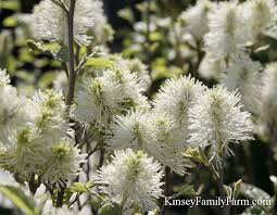 White flowering shrubs in georgia. Native Plants Shrubs For Sale Georgia Kinsey Family Farm