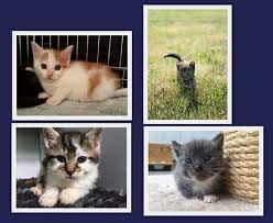 First, though, a little information about our little mammal development. Dier Van De Week Kittens Hallo Berghuizen