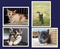 During the fourth week of life, kittens become more comfortable with moving around— although they typically still stay close by their mothers. Dier Van De Week Kittens Hallo Berghuizen