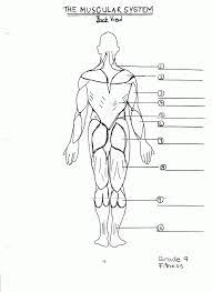 Muscular System Colouring Sheet Human Anatomy Diagram Coloring Library
