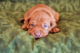 Late 2020 or early 2021 arrival. Eylar Vizslas Dedicated To Breeding Exceptional Vizslas