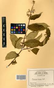 Image result for Pleioceras