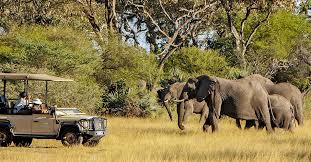 Little Mombo Moremi Okavango Delta Botswana Wilderness Safaris Okavango Delta Game Reserve Safari