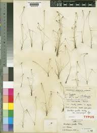 Image result for Ascolepis pusilla