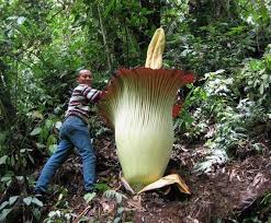 10pcs Biggest Flower Amorphophallus Titanum Seeds Flower Seeds Corpse Flower Corpse Flower Amorphophallus Titanum Flower Seeds