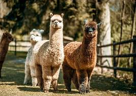 Check out bastogne war museum and bastogne historical centre—just two of the popular sights around. Gouvy 2021 Best Of Gouvy Belgium Tourism Tripadvisor