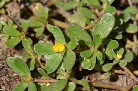 The flowers are a bright yellow. Purslane Portulaca Oleracea Vegetable Garden Succulent Plants