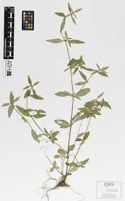 Image result for Spermacoce natalensis