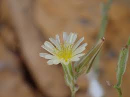 Image result for Launaea intybacea
