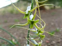 Image result for Dipcadi viride