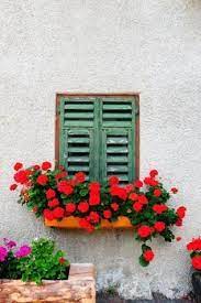 Detail of window flower box. Pin By Elizabeth Erdman On Rome Welcome Window Box Flowers Wooden Shutters Window Planters