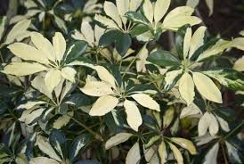Image result for Schefflera
