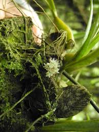 Image result for Ancistrorhynchus tenuicaulis