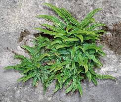 Image result for Asplenium smedsii