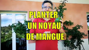 Comment Faire Pousser Un Noyau De Mangue Youtube