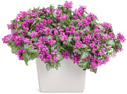 Lamium purple dragon ground cover. Purple Chablis Dead Nettle Lamium Maculatum Proven Winners